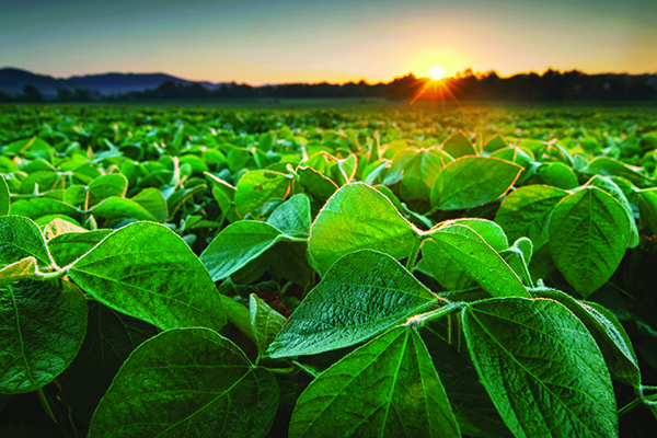 INVITATION: Celebrate 30 Years of Partnership with U.S. Soy in Vietnam